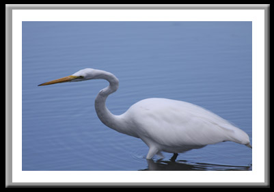 Egret